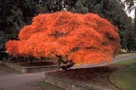 Check spelling or type a new query. Orangeola Singing Tree Gardens Nursery