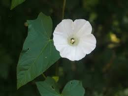 Image result for Convolvulaceae