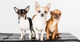 While the average litter size for a chihuahua is between two and five puppies, some have given birth to up to 10 puppies in a single litter. Facts About Chihuahuas You Probably Don T Know Cesar S Way