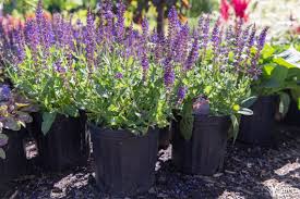 Perennial salvias (also known as sage) are mainstays of the midsummer garden border—blooming summer to autumn! Salvia Plant Profile Kalleco Nursery Corp