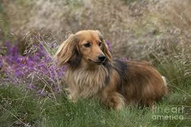 It is also possible that smooth dachshunds were later crossed with spaniels and the german stoberhund to. Miniature Long Haired Dachshund Photograph By John Daniels
