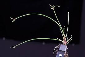 Image result for Isolepis costata