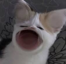 Sis This Is A Mooooooooooooooooood Cute Cat Memes Animal Memes Cat Memes