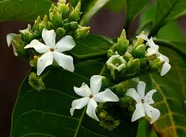 Image result for Voacanga bracteata