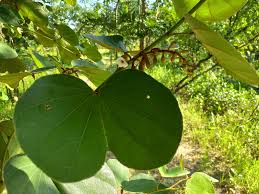 Image result for Piliostigma