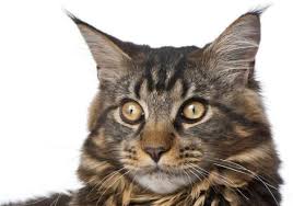 Like others have said, the m is it's very rare to see a red cat with blue eyes. Do All Maine Coons Have An M On Their Forehead The Pets Kb