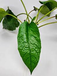 Image result for Dorstenia