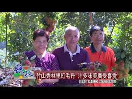 竹山秀林里紅毛丹汁多味美廣受喜愛 youtube pandora screenshot