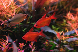 Image result for Xyris aristata