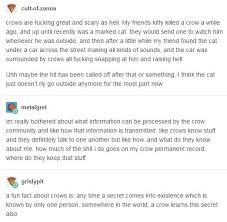 Bird Hitting Window Omen Pin By Sarah On Random Lovely Things Tumblr Funny Writing Inspiration Writing