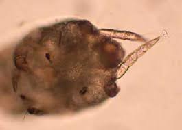 Image result for what do otodectes cynotis look like in dog fur