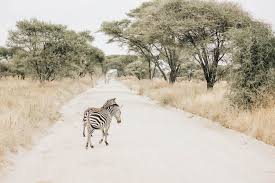 See the 10 most popular african animals pictures. Safari Animal Bucket List 35 Top African Wildlife To Spot