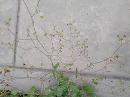 Image result for Boerhavia repens