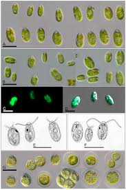 Image result for Limnophyton