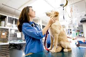 Type in your zipcode to find exotic animal vets near you. Women In Veterinary Medicine Part 3 Exotic Pets Msah Metairie Small Animal Hospital New Orleans La