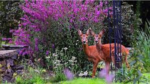These low maintenance plants not only repel deer but also grow in the dense shade of walnut trees with no signs of the juglone toxicity that plague other shade lovers like azaleas. 18 Beautiful Deer Resistant Shrubs