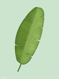 Tropical Green Banana Leaf Illustration Free Image By Rawpixel Com Leaf Illustration Banana Leaves Image Banana Leaf