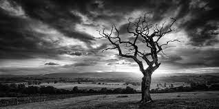 Black And White Photography Nature Google Search Black And White Nature Photography Trees White Nature Black And White Landscape