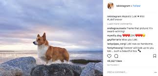 To maximise your efforts while still finding a price point that's enticing to customers, evaluate your overall business, including Are You Following The 10 Most Famous Dogs Of Instagram
