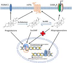 Image result for Pregnane Progestin