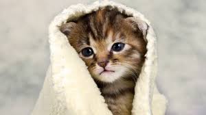 Kucing lucu video kucing terlucu 2020 bikin ketawa ngakak kucing imut. 13 Video Kucing Super Gemesin Ini Bakal Bikin Kamu Pengin Mengadopsinya