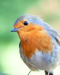 Just made a new account on Reddit for birding. Hope you all like a picture  of an inquisitive robin! : rbirding