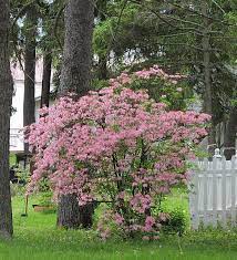 Pin By Matt Doux On No Red Flowers Shade Landscaping Shade Garden Azaleas