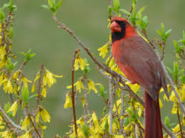 Maybe you would like to learn more about one of these? Flower Bud Protection From Birds How To Keep Birds From Eating Flowers