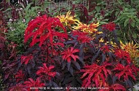 Hope bolinger seo editor 2020 19 aug for those. Minden Pictures Joseph S Coat Amaranth Amaranthus Tricolor Foliage In Garden M Szadzuik R Zinck Flpa