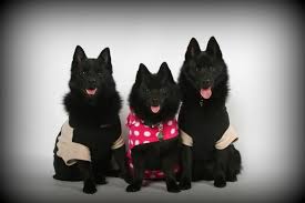 Schipperke Friends Jake Simon And Retta Schipperke Dog Breeds Shiba Inu