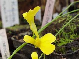 Image result for Utricularia welwitschii