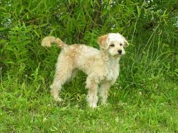 The fullgrown mini goldendoodles can grow up to 20 inches, which is 51 centimetres and weigh up to 50 pounds, which is 22 kilograms. The Mini Goldendoodle Golden Retriever Miniature Poodle Mix Animal Corner
