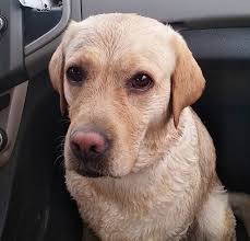 Gaelic, translates to faithful zhen: Loyal Dog Names 60 Devoted And Faithful Dog Names The Paws