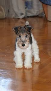 Precious Animals I Love Fox Terrier Puppy Wirehaired Fox Terrier Wire Fox Terrier