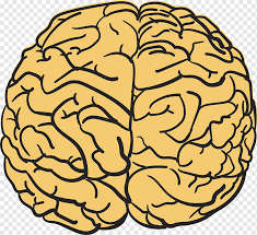 Gambar otak berpikir otak manusia dan penjelasannya otak pada manusia gambar badan explore more like gambar otak manusia. Human Brain T Shirt Agy Drawing Cartoon Hand Drawing Brain Cartoon Character Hand People Png Pngwing