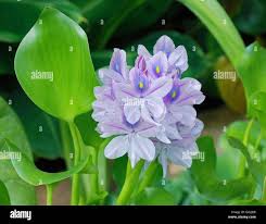 Image result for Pontederiaceae