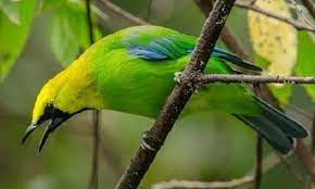 Harga Burung Cucak Rante Terbaru September 2020 Terlengkap