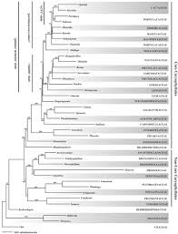 Image result for Lophiocarpus polystachyus