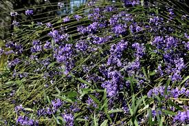 Image result for Hardenbergia comptoniana