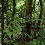 Image result for Lomariopsis rossii