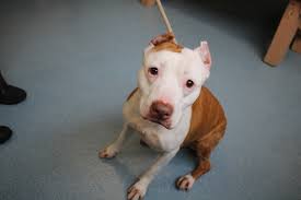 Thinking about adopting a pet? Construction Underway For Islip S New Animal Shelter The Long Island Advance