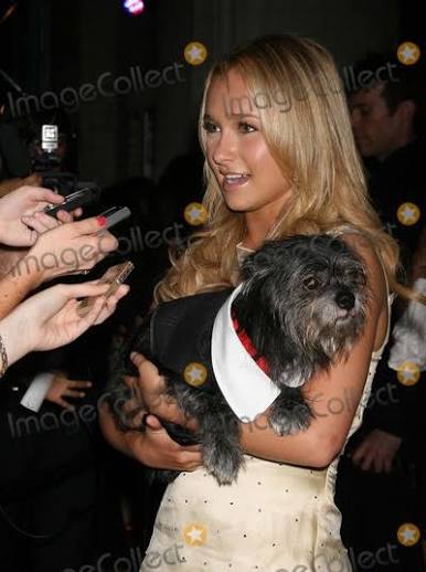 Photos and Pictures - NYC 06/11/07 Hayden Panettiere with an adoptable rescue dog, being interviewed by a bunch of print reporters with tape recorders at the 8th annual "PAWS FOR STYLE", a