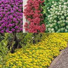 Download the perfect sedum pictures. Sedum Ground Cover Mixed J Parker Dutch Bulbs