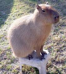 You Have A Very Unusual Pet 12 Photos Weird Animals Unusual Animals Capybara