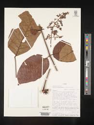 Image result for Lannea welwitschii