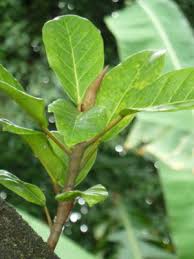 Image result for Ficus lutea