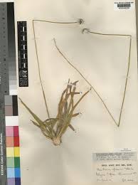 Image result for Mesanthemum africanum