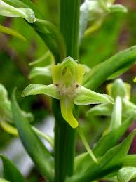 Image result for Habenaria arenaria