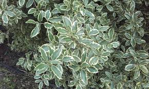 Image result for Pittosporum tenuifolium