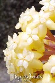 Hoya Vitellinoides